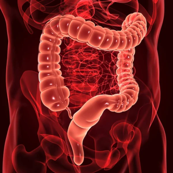 Large Intestine Illustration Human Digestive System Anatomy Medical Concept — Stock Photo, Image