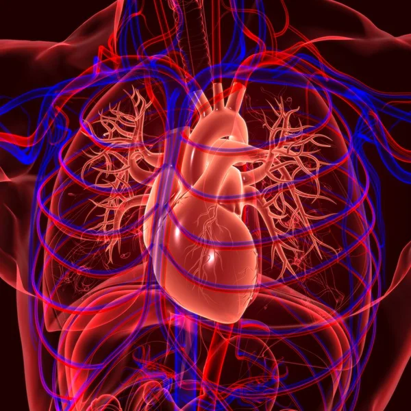 医学的概念のための人間呼吸器系解剖学3Dイラスト — ストック写真