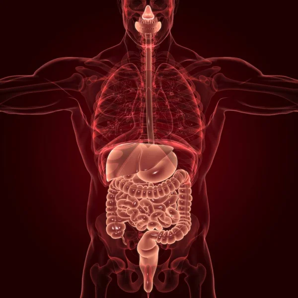 Anatomía Del Sistema Digestivo Humano Para Concepto Médico Ilustración —  Fotos de Stock