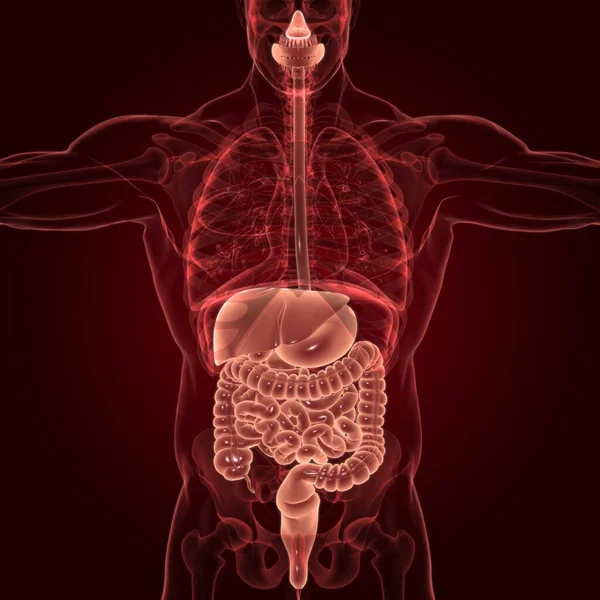 Anatomia Sistema Digestivo Humano Para Ilustração Conceito Médico — Fotografia de Stock