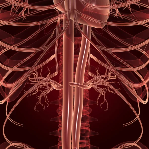 Coração Humano Com Anatomia Sistema Circulatório Para Ilustração Médica Conceito — Fotografia de Stock