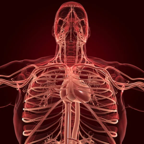 Corazón Humano Con Anatomía Del Sistema Circulatorio Para Ilustración Del — Foto de Stock