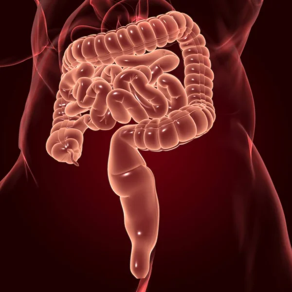 小規模および大規模な腸3Dイラスト 人間の消化器系解剖学的構造 — ストック写真