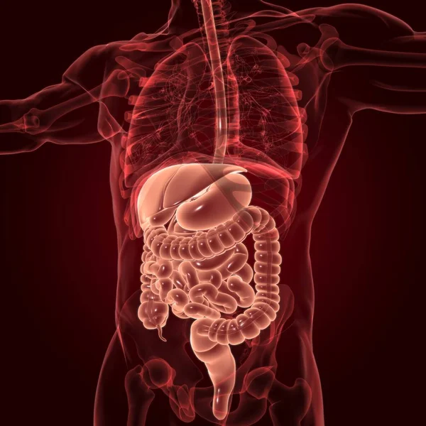 Anatomía Del Sistema Digestivo Humano Para Concepto Médico Ilustración — Foto de Stock