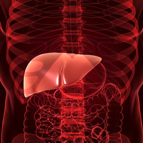 Liver Illustration Human Digestive System Anatomy Medical Concept — 스톡 사진