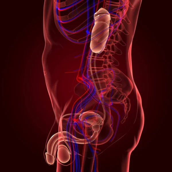 Anatomía Masculina Del Sistema Reproductivo Para Ilustración Del Concepto Médico — Foto de Stock