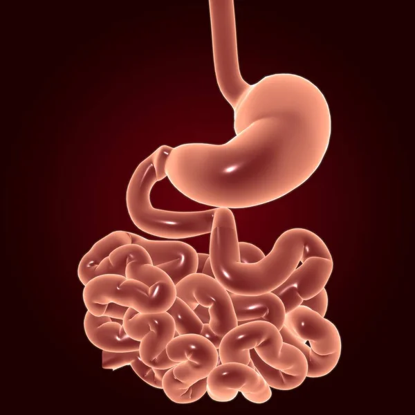 Sistema Digestivo Humano Anatomía Estomacal Para Ilustración Del Concepto Médico — Foto de Stock