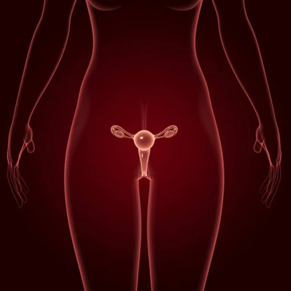 Female Reproductive System Anatomy Medical Concept Illustration — Stock Photo, Image