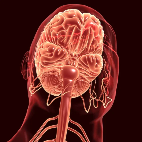 Ανθρώπινη Εγκεφαλική Ανατομία Για Την Ιατρική Έννοια Εικονογράφηση — Φωτογραφία Αρχείου