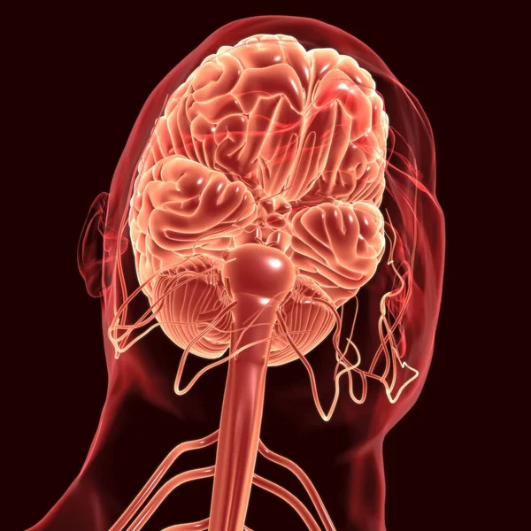 Anatomia Del Cervello Umano Concetto Medico Illustrazione — Foto Stock