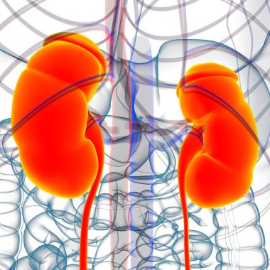 Tıbbi Konsept için Mesane Anatomisi olan İnsan İdrar Sistemi Böbrekleri 3 boyutlu İllüstrasyon