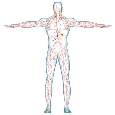 Tıbbi Konsept için İnsan Lenf Düğümleri Anatomisi 3 boyutlu Görüntü