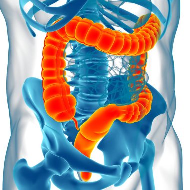 Tıbbi Konsept İçin Büyük Bağırsak 3D Görüntü İnsan Sindirim Sistemi Anatomisi