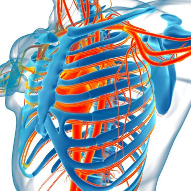 Tıbbi Konsept 3 boyutlu İllüstrasyon İçin Dolaşım Sistemi Anatomisi Olan İnsan Kalbi