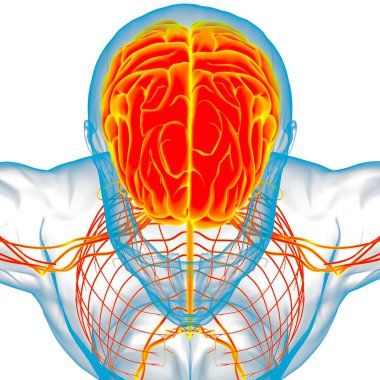 Tıbbi Konsept için İnsan Beyni Anatomisi 3 boyutlu İllüstrasyon