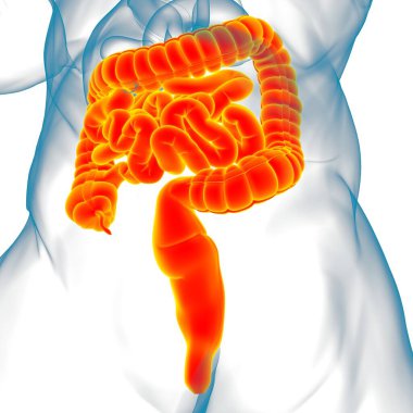 Tıbbi Konsept İçin Küçük ve Büyük bağırsak 3B Görüntü İnsan Sindirim Sistemi Anatomisi