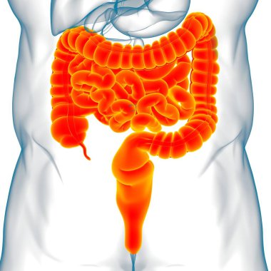 Tıbbi Konsept İçin Küçük ve Büyük bağırsak 3B Görüntü İnsan Sindirim Sistemi Anatomisi