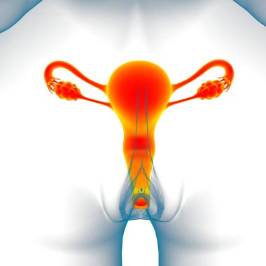 Tıbbi Konsept 3B İllüstrasyon için Kadın Üreme Sistemi Anatomisi