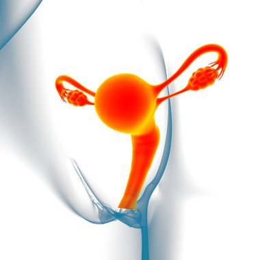 Tıbbi Konsept 3B İllüstrasyon için Kadın Üreme Sistemi Anatomisi