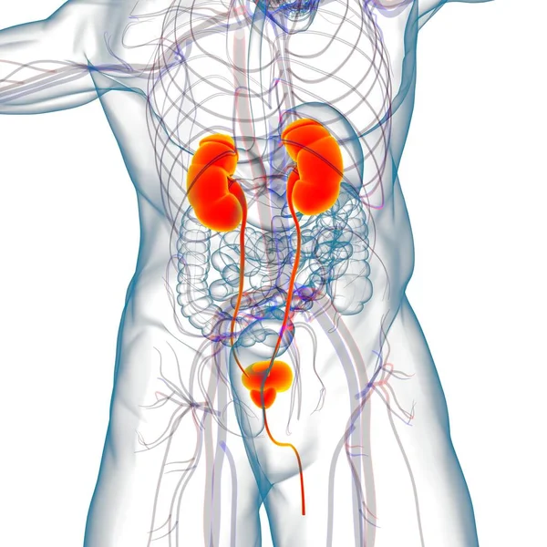 Rins Sistema Urinário Humano Com Anatomia Bexiga Para Ilustração Médica — Fotografia de Stock