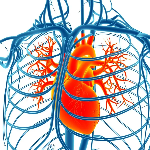 Människans Hjärta Anatomi För Medicinska Begrepp Illustration — Stockfoto