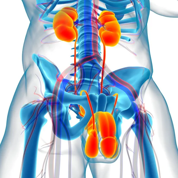 Anatomia Del Sistema Riproduttivo Maschile Concetto Medico Illustrazione — Foto Stock