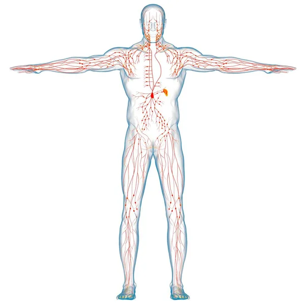 Anatomia Dei Linfonodi Umani Concetto Medico Illustrazione — Foto Stock