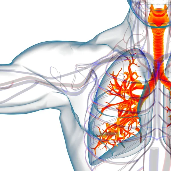 Anatomía Del Sistema Respiratorio Humano Los Pulmones Para Ilustración Del —  Fotos de Stock