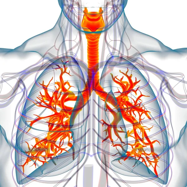 Anatomía Del Sistema Respiratorio Humano Los Pulmones Para Ilustración Del — Foto de Stock