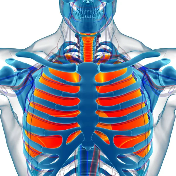 Anatomie Système Respiratoire Humain Poumons Pour Illustration Médicale Concept — Photo