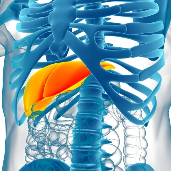 Anatomia Humana Sistema Digestivo Ilustração Fígado Para Conceito Médico — Fotografia de Stock