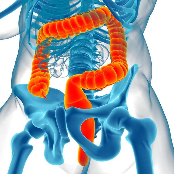 Anatomía Del Sistema Digestivo Humano Ilustración Del Intestino Grueso Para — Foto de Stock