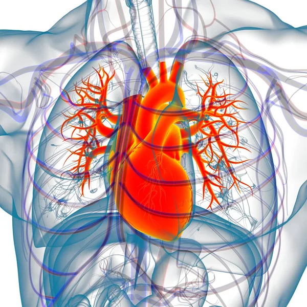 Легенева Людська Дихальна Система Анатомія Медичної Концепції — стокове фото