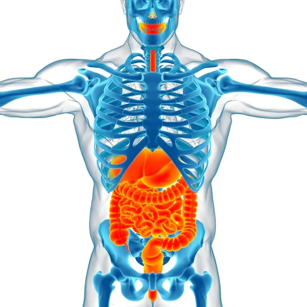 Anatomía Del Sistema Digestivo Humano Para Concepto Médico Ilustración —  Fotos de Stock