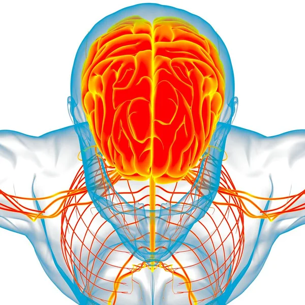 医学的概念のためのヒト脳解剖学3Dイラスト — ストック写真