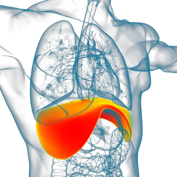 Дисфрагма Людської Дихальної Системи Анатомія Медичної Концепції Ілюстрації — стокове фото
