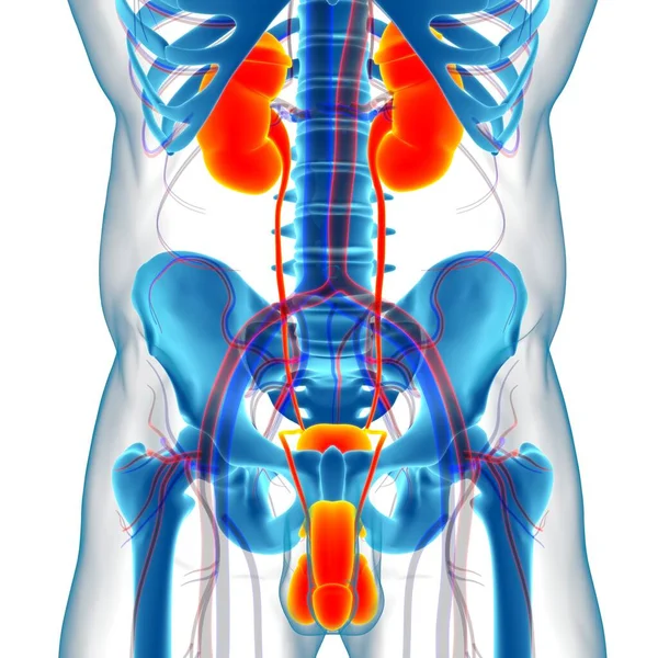 Anatomie Van Het Mannelijke Voortplantingssysteem Voor Medisch Concept Illustratie — Stockfoto