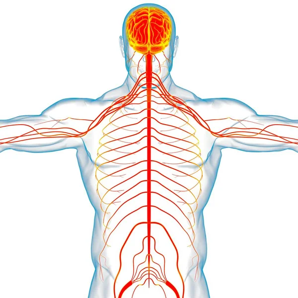 Anatomía Cerebral Humana Para Concepto Médico Ilustración — Foto de Stock