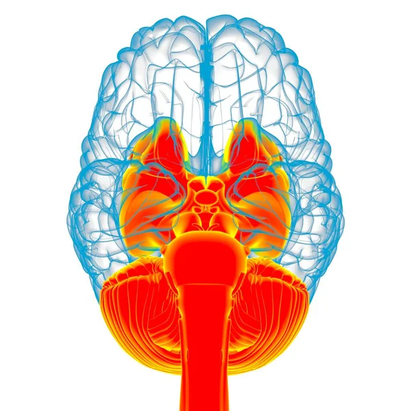 Piezas Internas Del Cerebro Humano Anatomía Para Concepto Médico Ilustración —  Fotos de Stock