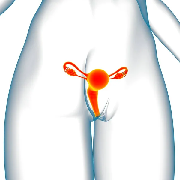 Female Reproductive System Anatomy For Medical Concept 3D Illustration