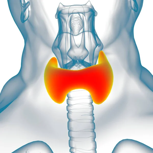 甲状腺腺体解剖用于医学概念3D图解 — 图库照片