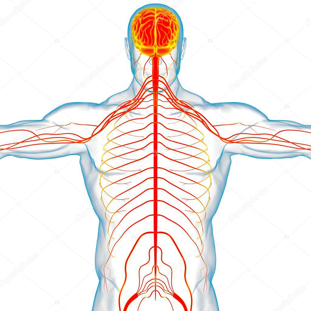 Human Brain Anatomy For Medical Concept 3D Illustration