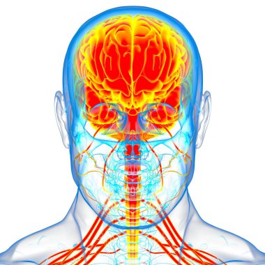 Tıbbi Konsept için İnsan Beyni Anatomisi 3 boyutlu İllüstrasyon