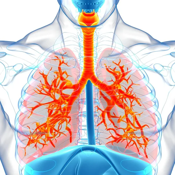 Anatomia Humana Sistema Respiratório Dos Pulmões Para Ilustração Médica Conceito — Fotografia de Stock