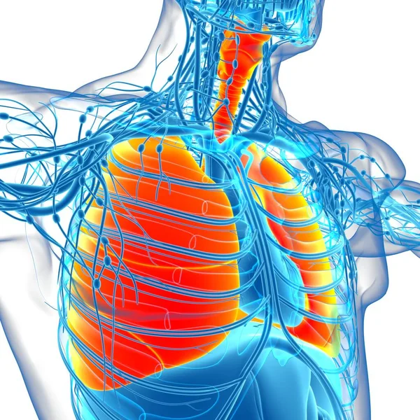 Anatomia Del Sistema Respiratorio Umano Dei Polmoni Concetto Medico Illustrazione — Foto Stock