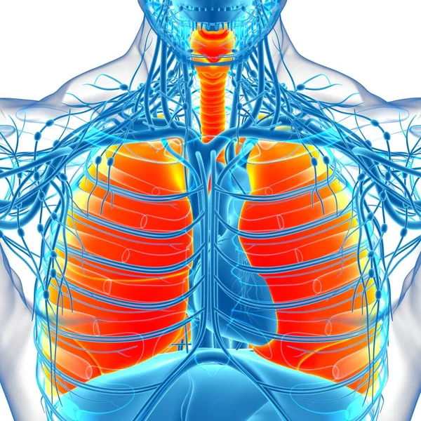 Anatomía Del Sistema Respiratorio Humano Los Pulmones Para Ilustración Del — Foto de Stock