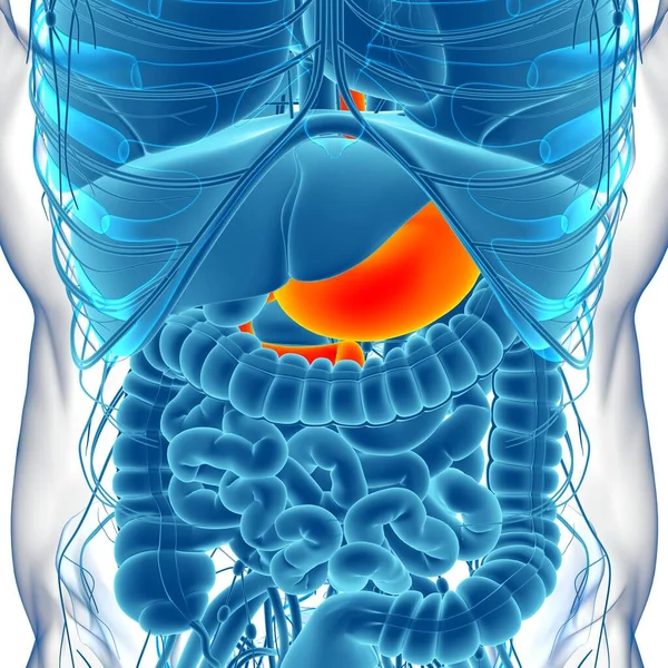 Magenanatomie Humanes Verdauungssystem Für Medizinisches Konzept Illustration — Stockfoto