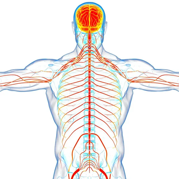 Anatomía Cerebral Humana Para Concepto Médico Ilustración —  Fotos de Stock
