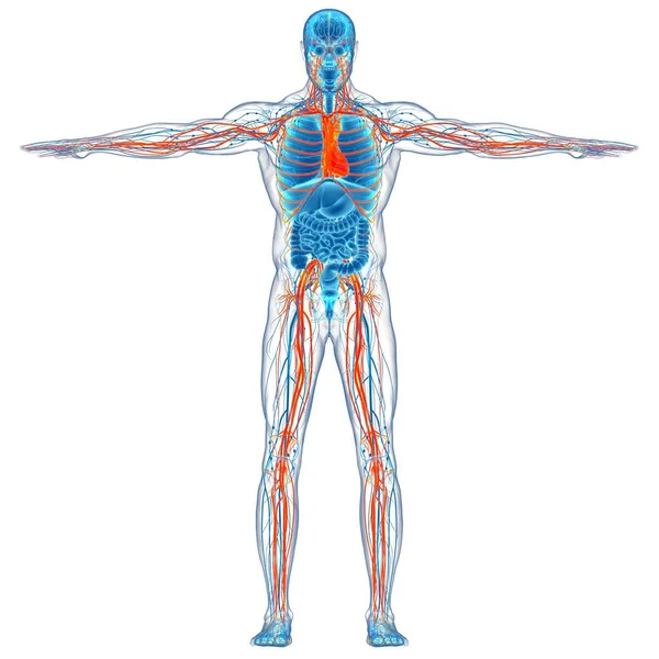 Human Heart Circulatory System Anatomy Medical Concept Illustration — Stock fotografie