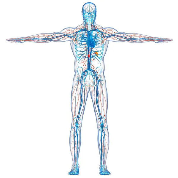 Анатомия Лимфоузлов Человека Медицинской Концепции Иллюстрация — стоковое фото